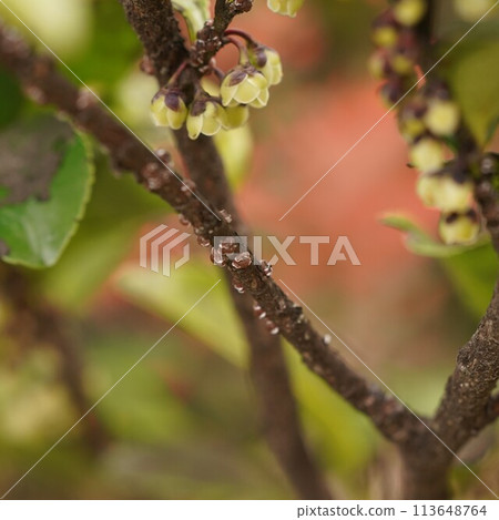 Ruby wax scale insects on a branch of a Japanese laurel tree Ruby wax scale insects on a branch of a Japanese laurel tree 113648764