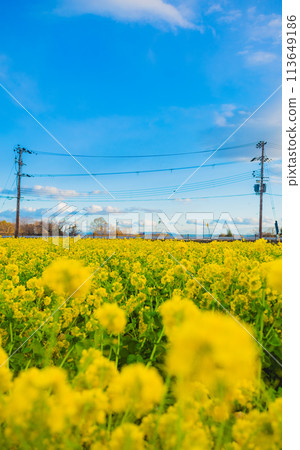 The blue sky beyond the rapeseed field 113649186