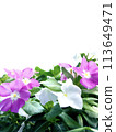 Blooming daylilies in front of a white background 113649471