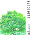 Fresh green season 113649473