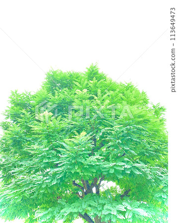 Fresh green season Fresh green season 113649473