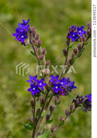 Anchusa officinalis, commonly known as the common bugloss or alkanet with green background Anchusa officinalis, commonly known as the common bugloss or alkanet with green background 113649517