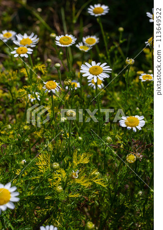 Tripleurospermum maritimum Matricaria maritima is a species of flowering plant in the aster family commonly known as false mayweed or sea mayweed Tripleurospermum maritimum Matricaria maritima is a species of flowering plant in the aster family commonly known as false mayweed or sea mayweed 113649522