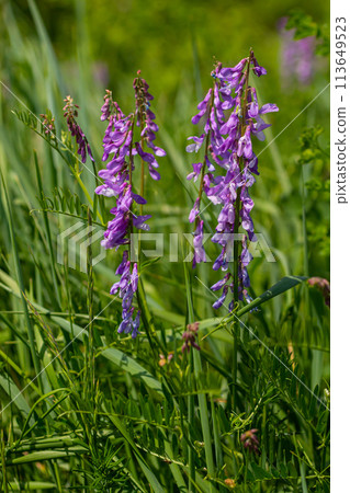 Vetch, vicia cracca valuable honey plant, fodder, and medicinal plant. Fragile purple flowers background. Woolly or Fodder Vetch blossom in spring garden Vetch, vicia cracca valuable honey plant, fodder, and medicinal plant. Fragile purple flowers background. Woolly or Fodder Vetch blossom in spring garden 113649523