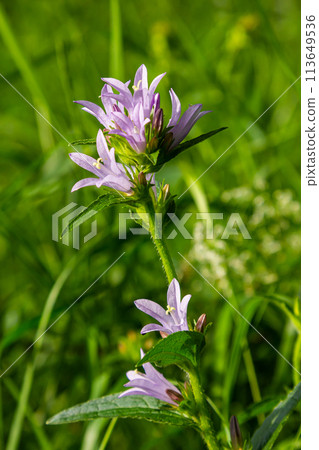 Clustered bell flower Campanula glomerata blooming in the wild Clustered bell flower Campanula glomerata blooming in the wild 113649536