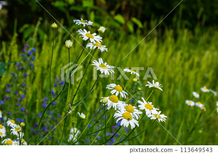Tripleurospermum maritimum Matricaria maritima is a species of flowering plant in the aster family commonly known as false mayweed or sea mayweed 113649543