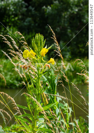 Yellow evening primrose Oenothera biennis, medicine plant for cosmetics, skin care and eczema 113649547