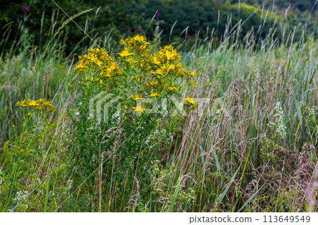 close-up of the yellow blossoms of Hypericum perforatum, a herbal medicine close-up of the yellow blossoms of Hypericum perforatum, a herbal medicine 113649549