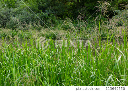 Glyceria maxima, commonly known as great manna grass, reed mannagrass, reed sweet-grass, and greater sweet-grass is rhizomatous perennial grasses in mannagrass genus native to Europe 113649550