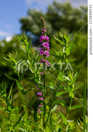 Purple loosestrife Lythrum salicaria inflorescence. Flower spike of plant in the family Lythraceae, associated with wet habitats 113649551