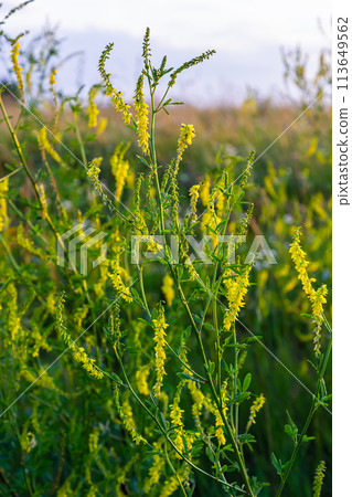 Flowers of Melilotus officinalis is on bright summer background. Blurred background of yellow - green. Shallow depth of field Flowers of Melilotus officinalis is on bright summer background. Blurred background of yellow - green. Shallow depth of field 113649562