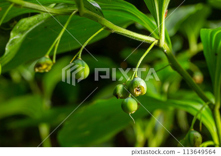 Unripe berries of Angular Solomon's seal also known as Scented Solomon's seal, Polygonatum odoratum 113649564