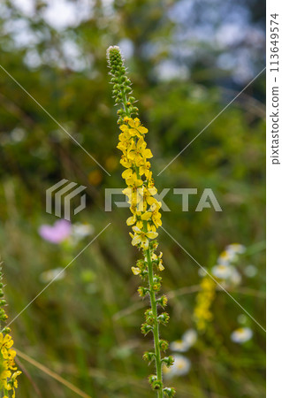 Summer in the wild among wild grasses is blooming agrimonia eupatoria 113649574