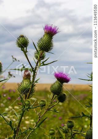 Vertical closeup on a colorful purple spear-thistle flower, Cirsium vulgare 113649580