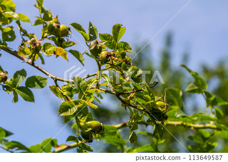 Red rose hips of dog rose. Rosa canina, commonly known as the dog rose Red rose hips of dog rose. Rosa canina, commonly known as the dog rose 113649587
