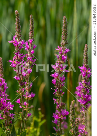 Purple loosestrife Lythrum salicaria inflorescence. Flower spike of plant in the family Lythraceae, associated with wet habitats 113649588