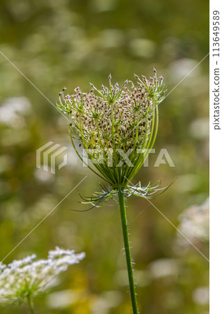 Daucus carota known as wild carrot blooming plant 113649589