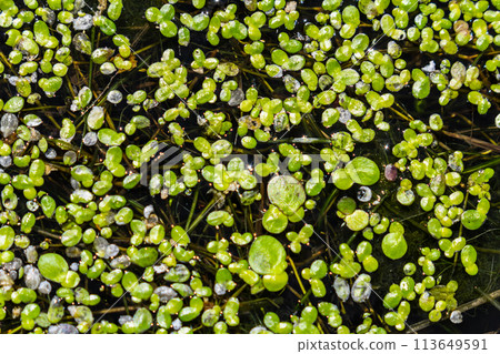 Duckweed - Cultivation of duckweed. Lemna trisulca Duckweed - Cultivation of duckweed. Lemna trisulca 113649591