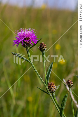 Centaurea scabiosa subsp. apiculata, Centaurea apiculata, Compositae. Wild plant shot in summer 113649598