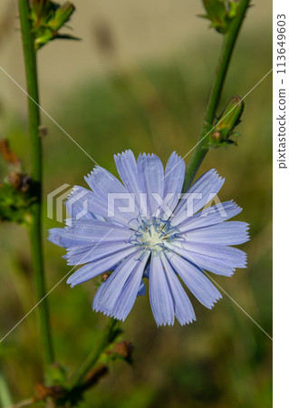 delicate blue flowers of chicory, plants with the Latin name Cichorium intybus on a blurred natural background, narrow focus area delicate blue flowers of chicory, plants with the Latin name Cichorium intybus on a blurred natural background, narrow focus area 113649603