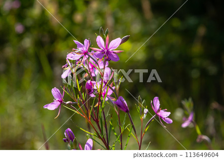 Pink Flowering Chamerion Dodonaei Alpine Willowherb Plant Pink Flowering Chamerion Dodonaei Alpine Willowherb Plant 113649604