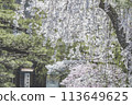 高山歷史悠久的街道和櫻花 113649625