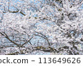 高山的櫻花樹 113649626