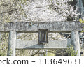 高山市日枝神社的鳥居與櫻花 113649631