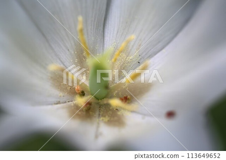White flower White flower 113649652