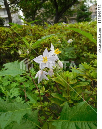 Flowers of Walnut Vi Flowers of Walnut Vi 113649781