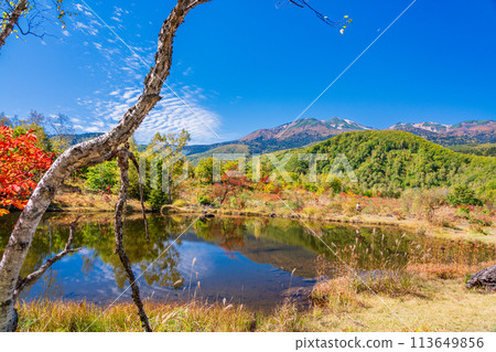 (Nagano Prefecture) Autumn leaves at Maimenoike Pond in Ichinose Park, Norikura Highlands (Nagano Prefecture) Autumn leaves at Maimenoike Pond in Ichinose Park, Norikura Highlands 113649856