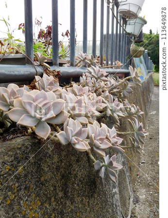Succulent plant Graptopetalum Succulent plant Graptopetalum 113649878