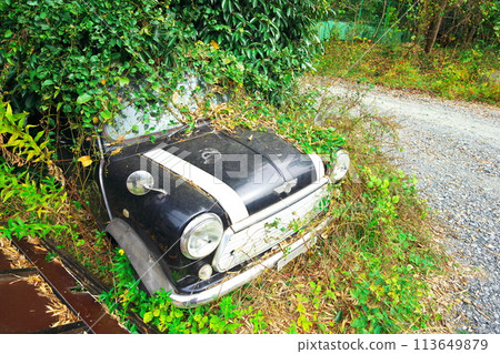 A derelict Mini Cooper buried in weeds A derelict Mini Cooper buried in weeds 113649879