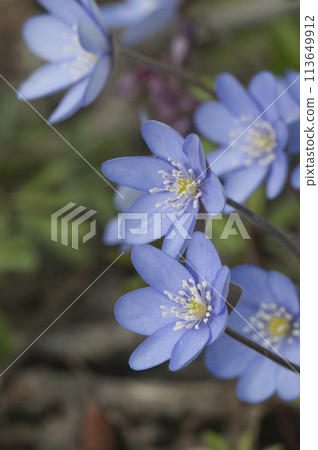 Anemone hepatica flowering in a spring garden 113649912