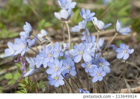 Anemone hepatica flowering in a spring garden 113649914