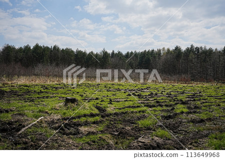 New woodland at Beskid Mountains near Goczalkowice reservoir in Poland 113649968