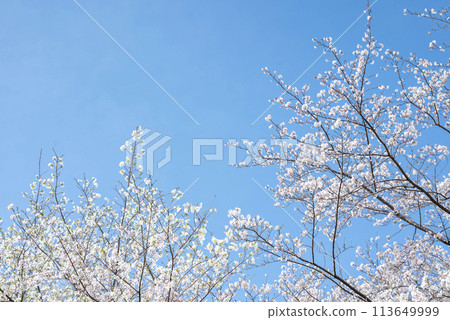 Cherry blossoms, blue sky, flowers, spring image [Isehara City, Kanagawa Prefecture] 113649999