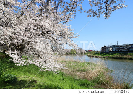 春天，埼玉縣蓮田市本荒川河床上盛開的染井吉野櫻花 113650452