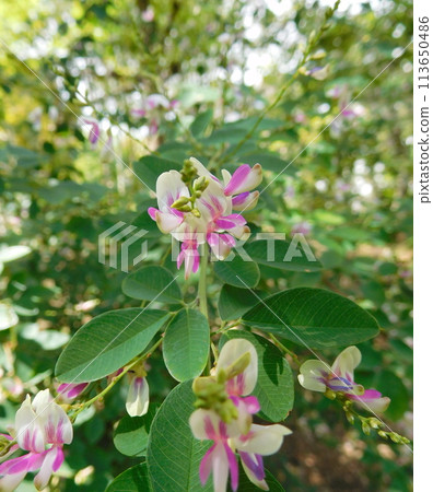 Hagi flowers, pink on white Hagi flowers, pink on white 113650486