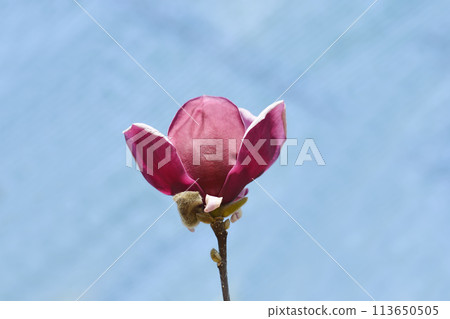 Magnolia Genie 113650505