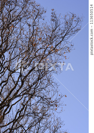 English oak English oak 113650514