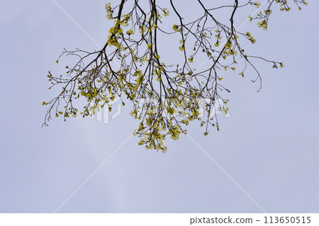 Norway maple 113650515