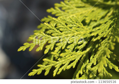 Leyland cypress Gold Rider 113650516