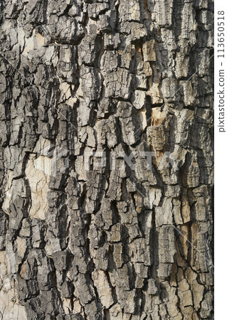 London plane 113650518