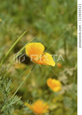 Golden poppy flower 113650521
