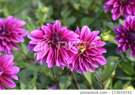 Pink Dahlia Pink Dahlia 113650542