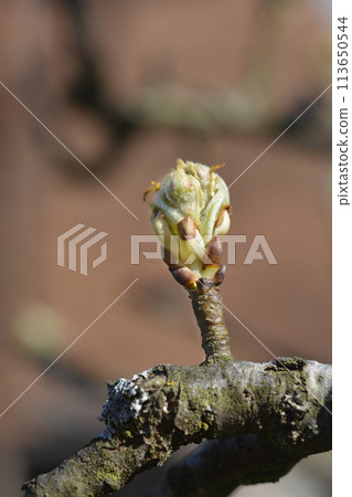 Pear tree Pear tree 113650544