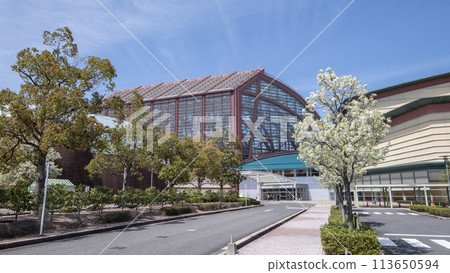 倉吉市四甲館梨花盛開 倉吉市四甲館梨花盛開 113650594