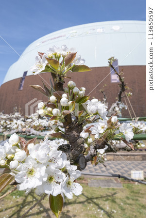 Pear flowers blooming at Nashikkokan, Kurayoshi City Pear flowers blooming at Nashikkokan, Kurayoshi City 113650597