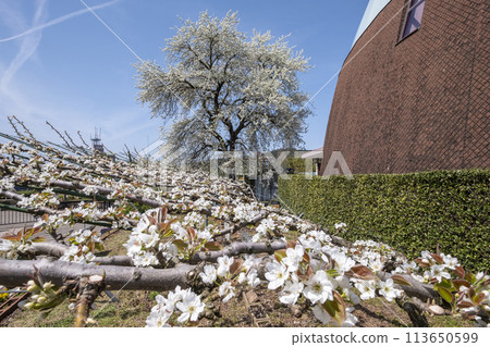 Pear flowers blooming at Nashikkokan, Kurayoshi City Pear flowers blooming at Nashikkokan, Kurayoshi City 113650599